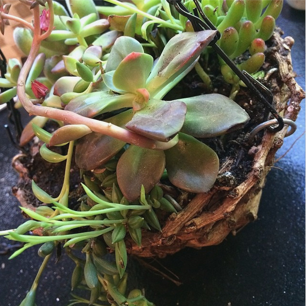 Pre-made succulent hanging basket from Lowe's